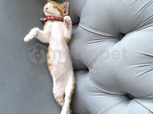 4 aylık erkek sarman kedi
