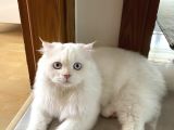 Scottish fold longhair cinsi erkek kedi 