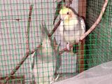 1çift sultan papağanı+kafes 