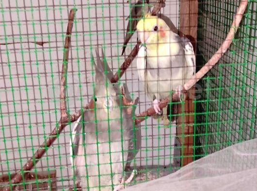 1çift sultan papağanı+kafes 