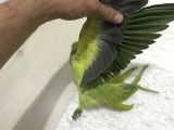 Yavru Pakistan papağanı kapalı bilezik 