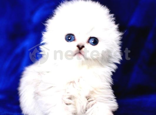 Üst Düzey Kalitede Scottish Fold Longhair Ns1133