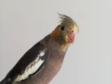 3 aylık yavru sultan papağanı 