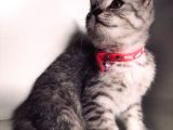 cins british longhair kedi acil