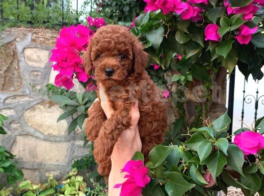 Irkının En Güzel Temsilcilerinden Toy Poodle Yavruları