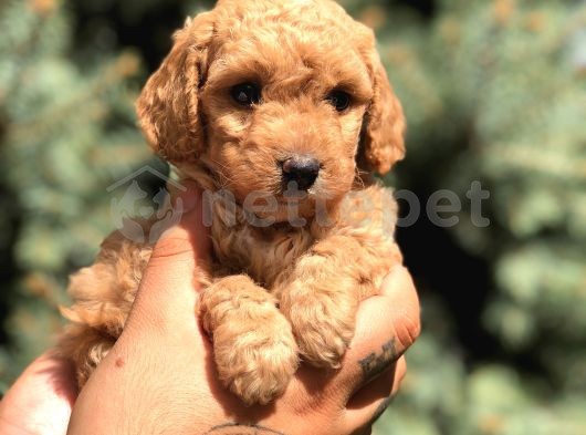 Babyface Brown Toy poodle