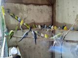 Üretime hazır muhabbet kuşları