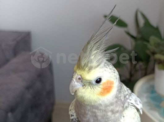 Sultan papağanı (Yavru)