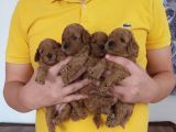 ırk ve sağlık garantili redbrown toy poodle bebekler