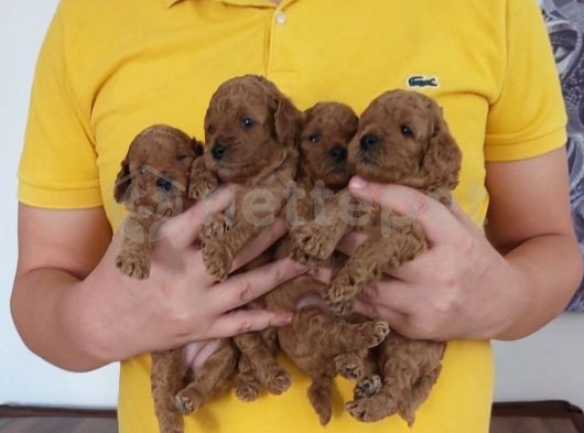 Irk Ve Sağlık Garantili Redbrown Toy Poodle Bebekler