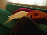 1 yaşında erkek LUTİNO sulayan papağanı eğitimli 3