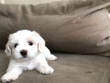 Safkan Maltese Terrier bebeklerimiz