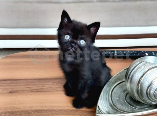 Mama Karşılığı British Shorthair Black Erkek Yavrumuz 