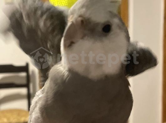 1 yaşında erkek sultan papağanı 