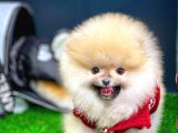 Sevimli Ve Yakışıklı Pomeranian Boo Oğlumuz HARİBO