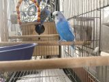 Mavi Boncuklar Çift Muhabbet Kuşları + Kafes ve  1 torba ekipmanları
