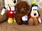 Erkek Mini Red Brown Toy Poodle