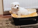 3 aylık Maltese Terrier Yavrumuz