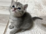 British shorthair gri erkek kedi 