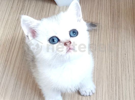 British Shorthair Silver Erkek Yavrularımız 