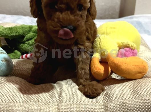 Red brown toypoodle yavrular