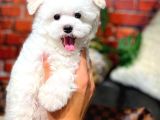 Kore kanı teacup bebek surat yapısına sahip maltese terrier yavrularımız 