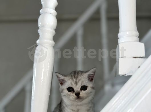 2 Aylık Silver British Shorthair