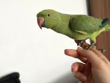 Full evcil pakistan papağanı