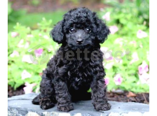 Black Özel Renk Poodle Yavrumuz