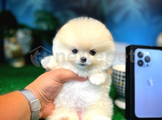 Özel Çiftliğimizde Yetiştirilen Birbirinden Özgün Güzellikteki Pomeranian Bebeklerimiz