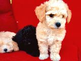 SAFKAN BABY FACE TOY POODLE