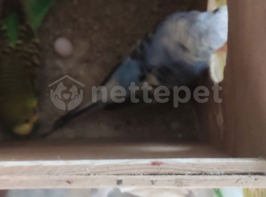 Yavru & yetişkin muhabbet kuşları