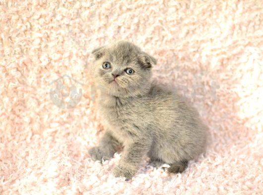 EŞSİZ TOPKAFA GRİ SCOTTISHFOLD