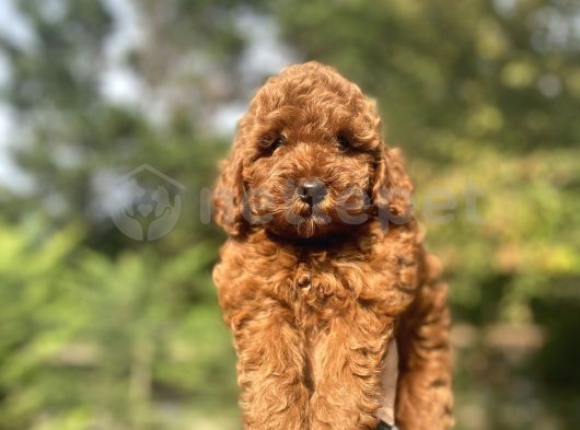 Red Brown Orjinal Poodle Bebeğimiz Aşılı