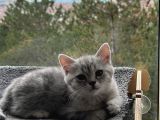 2 aylık safkan british shorthair silver tabby shaded ev kedisi