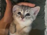 British shorthair gri erkek kedi 
