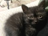British shorthair siyah erkek kedi