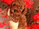 ❤️Orjinal toy Poodle Bebeklerimiz❤️