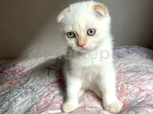 2 aylık  Kırık kulak beyaz  mavi gözlü yavru 