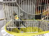2 tane gri sultan papağanı (kafesi ile birlikte verilecektir)
