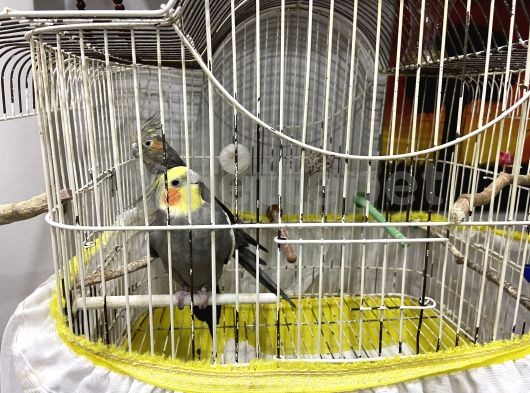 2 tane gri sultan papağanı (kafesi ile birlikte verilecektir)