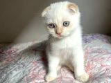 2 aylık beyaz mavi gözlü Kırık kulak yavru kedi 