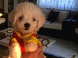 Mini boy kore maltes terrier 