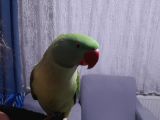 Alexander iskender papağan 