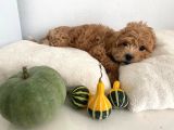 Ev Bakımlı Sağlıklı Güvenilir Uygun Toy poodle