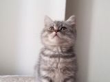 Dişi British Shorthair kedi