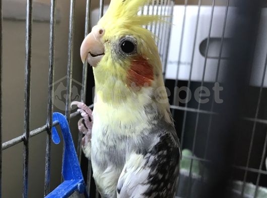 10 aylık Sultan Papağanı 