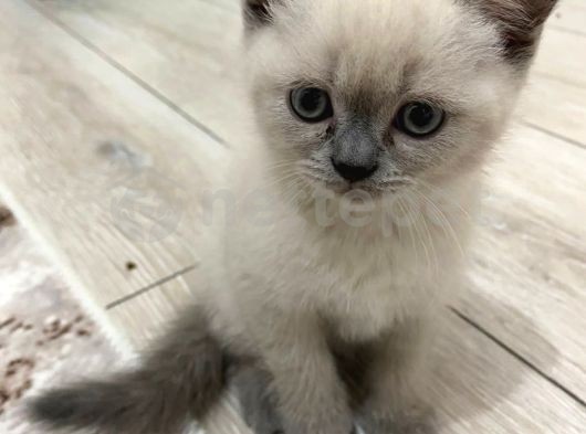 Veteriner öğrencisinden british shorthair blue point yavrular 