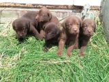 Chocolate Labrador yavruları evlerini arıyor