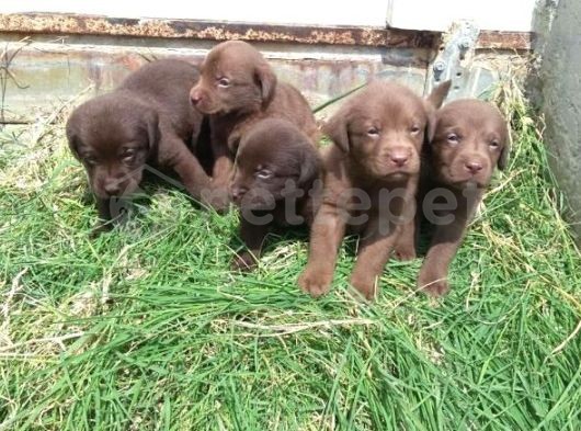 Chocolate Labrador yavruları evlerini arıyor